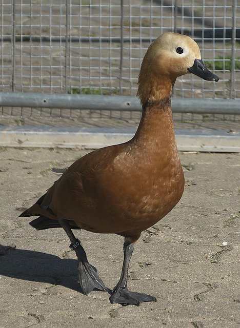 广厦胜出
