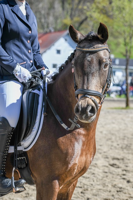 国内知名体 国内知名体