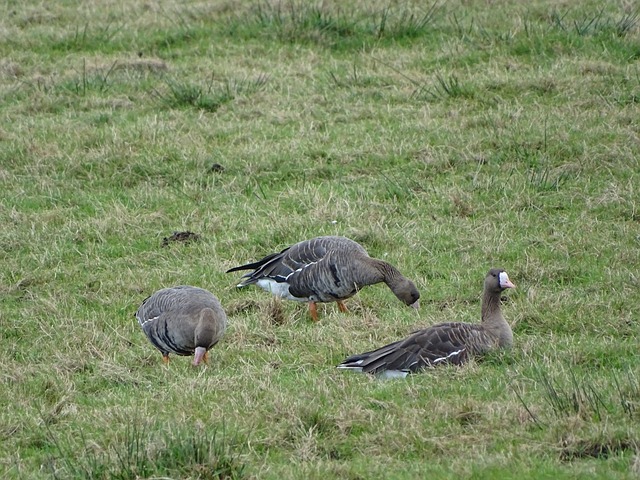 撕裂对手防 撕裂对手防